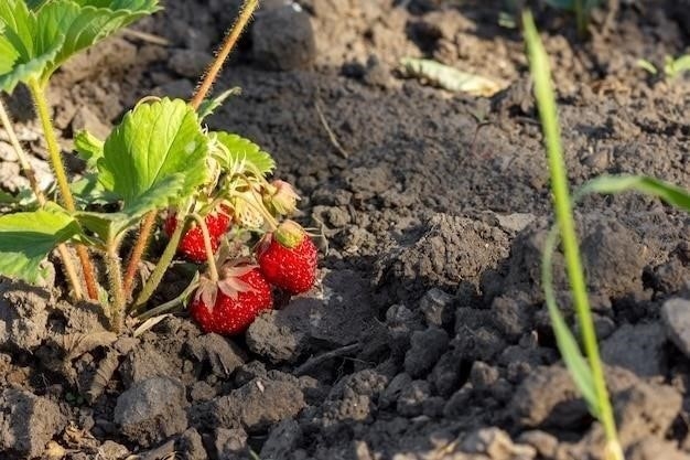 Причины пропажи клубники на огороде