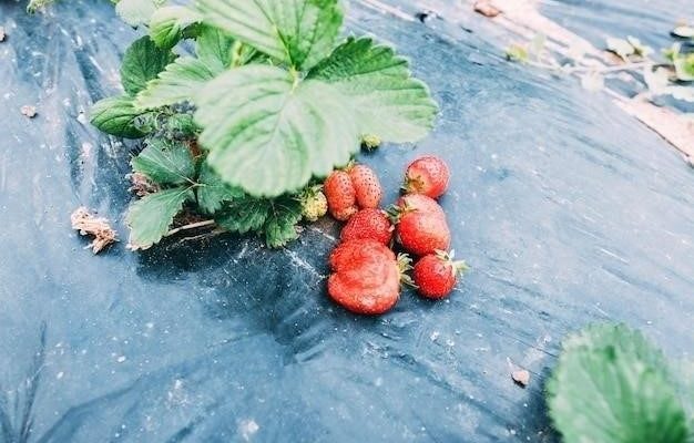 Причины засыхания бутонов у клубники