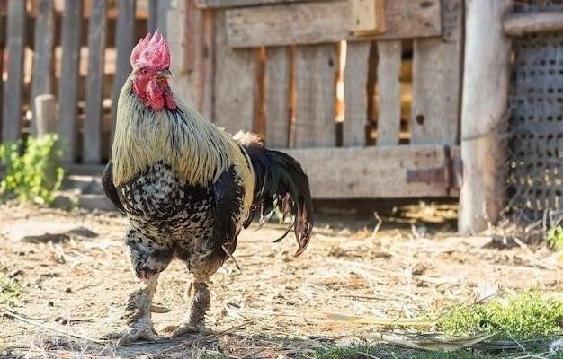 Почему куры лысеют на спине