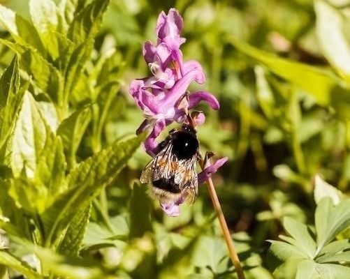 Благоприятные условия для размножения мошкары