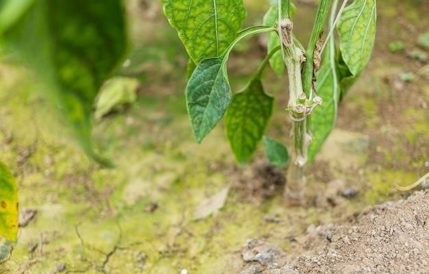 Причины увядания рассады томатов