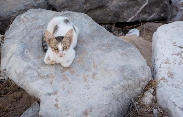 Почему кошки валяются на земле