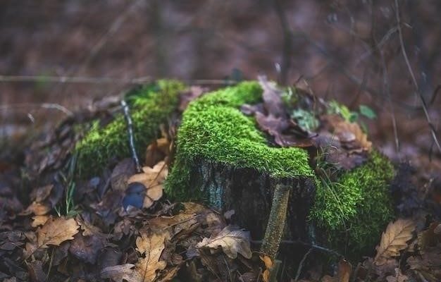 Лишайники - пионеры суши и индикаторы экологического благополучия