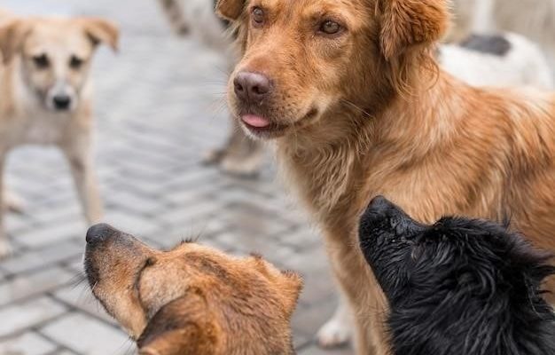 Причины большого количества бездомных собак в Грузии