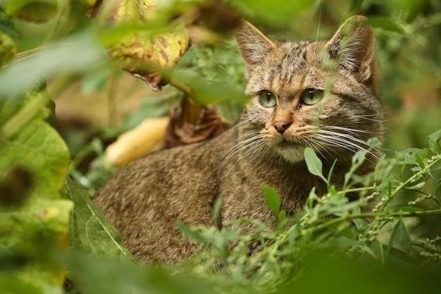 Почему урчат кошки: Значение мурлыканья